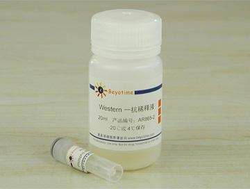 Phospho-RSK1/p90RSK(Ser380)抗体(兔单抗)